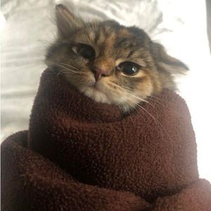 Meet your Posher, Gray